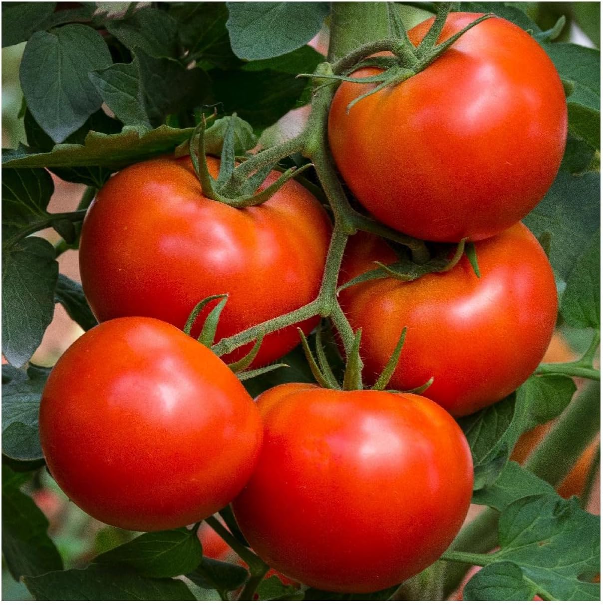 Everwilde Farms - 1 Oz Organic Beefsteak Production Tomato Seeds - Gold Vault Packet