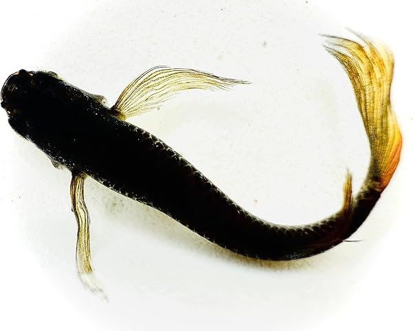 【サタンイエローテール】メダカ有精卵50個+α補償分+ゾウリムシ付き メール便【SA:Water Garden】 - 1
