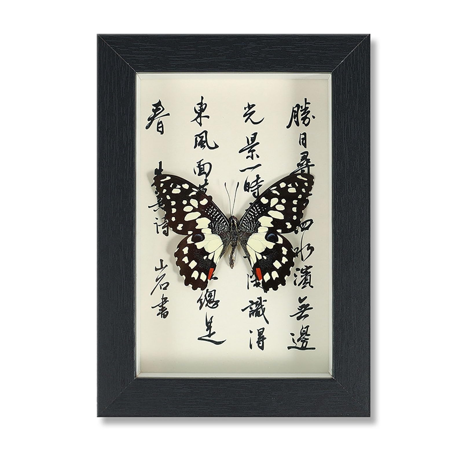 Real Mariposa Taxidermia Marco De Madera Negro Elegante Hecho A Mano(C)