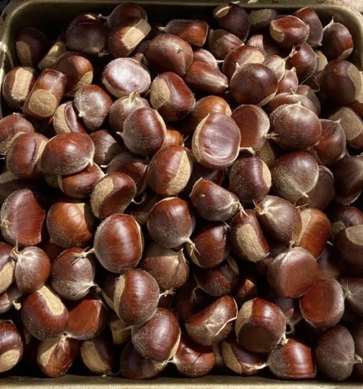 Castañas Crudas Frescas en Cáscara, 2 Lb