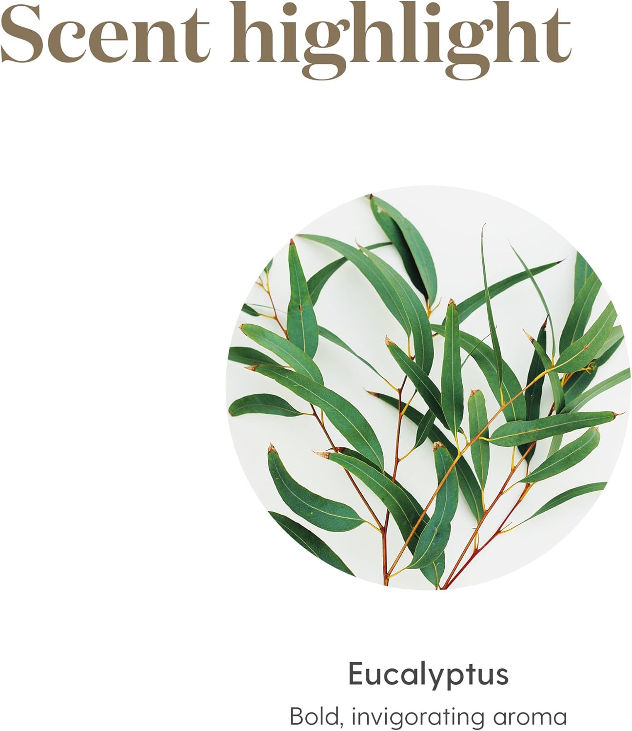 Young Living Eucalyptus Radiata Essential Oil - 15 ml - Breathe Easy with Refreshing Aroma - Ideal for Relaxing Bedtime Routine and Head, Neck, Chest Application