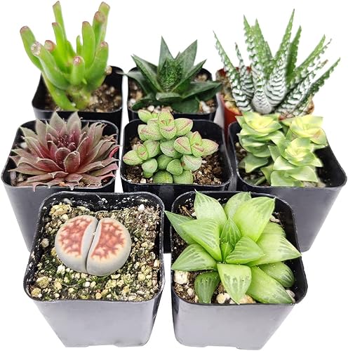 Miniatura 3 de Paquete de suculentas de interior  Juego de 246810243648 las mejores plantas suculentas (10 suculentas)