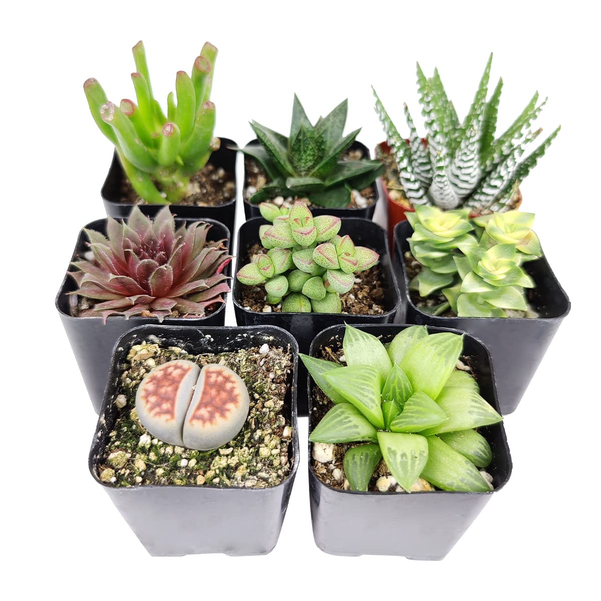 その他多肉植物 vegas and Hayford Set of 10 plants each その他多肉植物 vegas and Hayford Set of 10 plants each 24