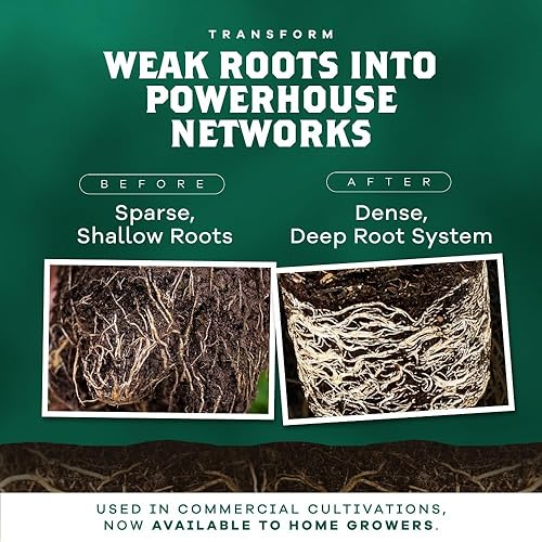 Miniatura 3 de DYNOMYCO Inoculante de hongos micorrícicos granulares, 100 g/3.5 oz - Aumenta el crecimiento de las raíces, los rendimientos y la absorción