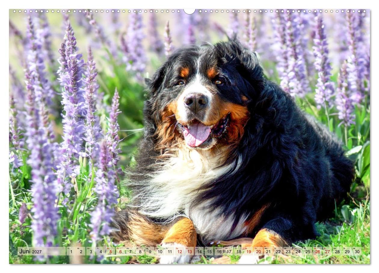 CALVENDO - Berner Sennenhunde - Mit jedem Blick ein Stück Geborgenheit (Wandkalender 2027 DIN A2 quer), Monatskalender: Bilder die Herz und Seele berühren