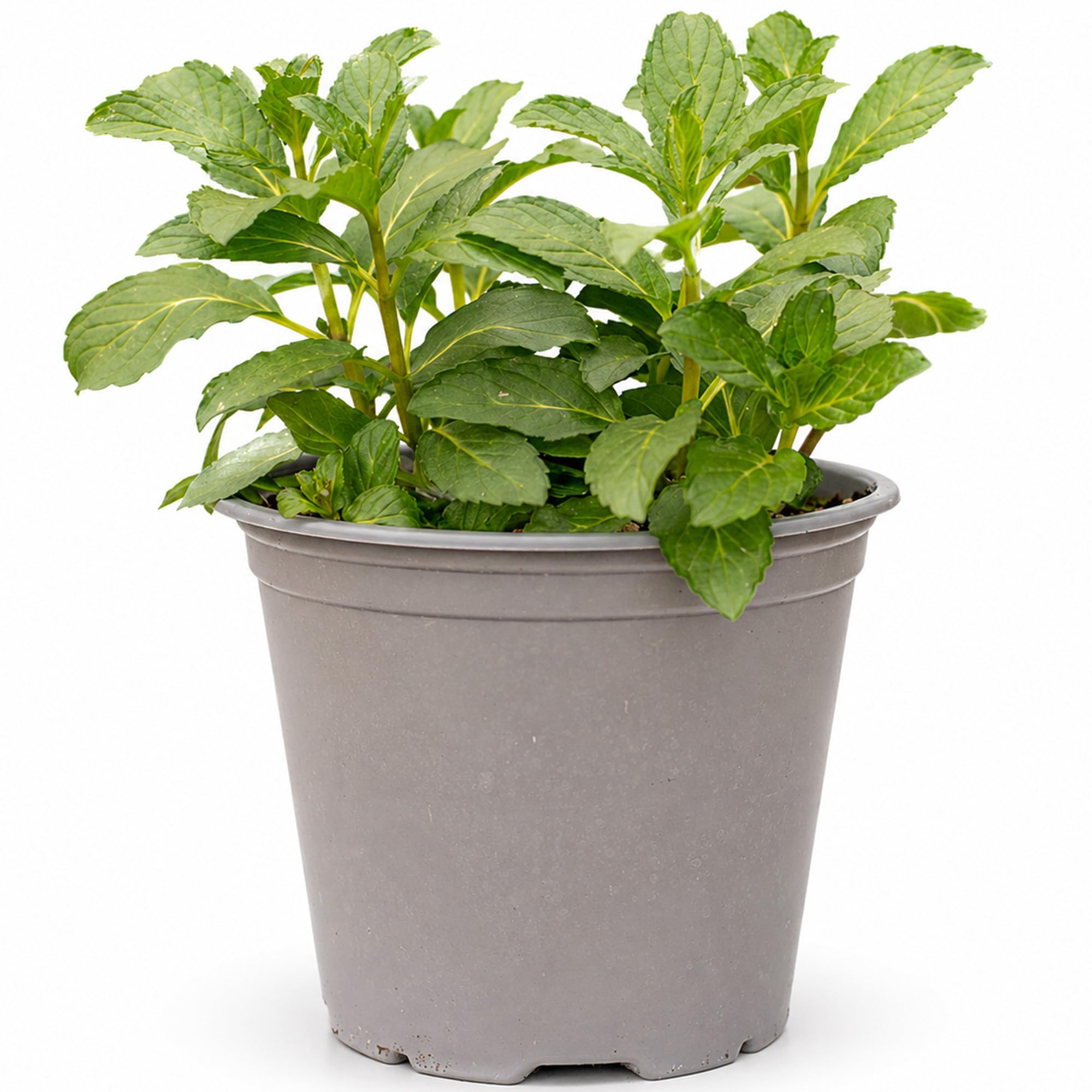 GardenersDream Peppermint Plant - Grow Your Own Culinary Kitchen Herb - Garden Ready Fresh Mint Plants- Outdoor Peppermint Plants for Gardens, Patios, Pots & Containers (20-30cm, incl. 14cm Pot)