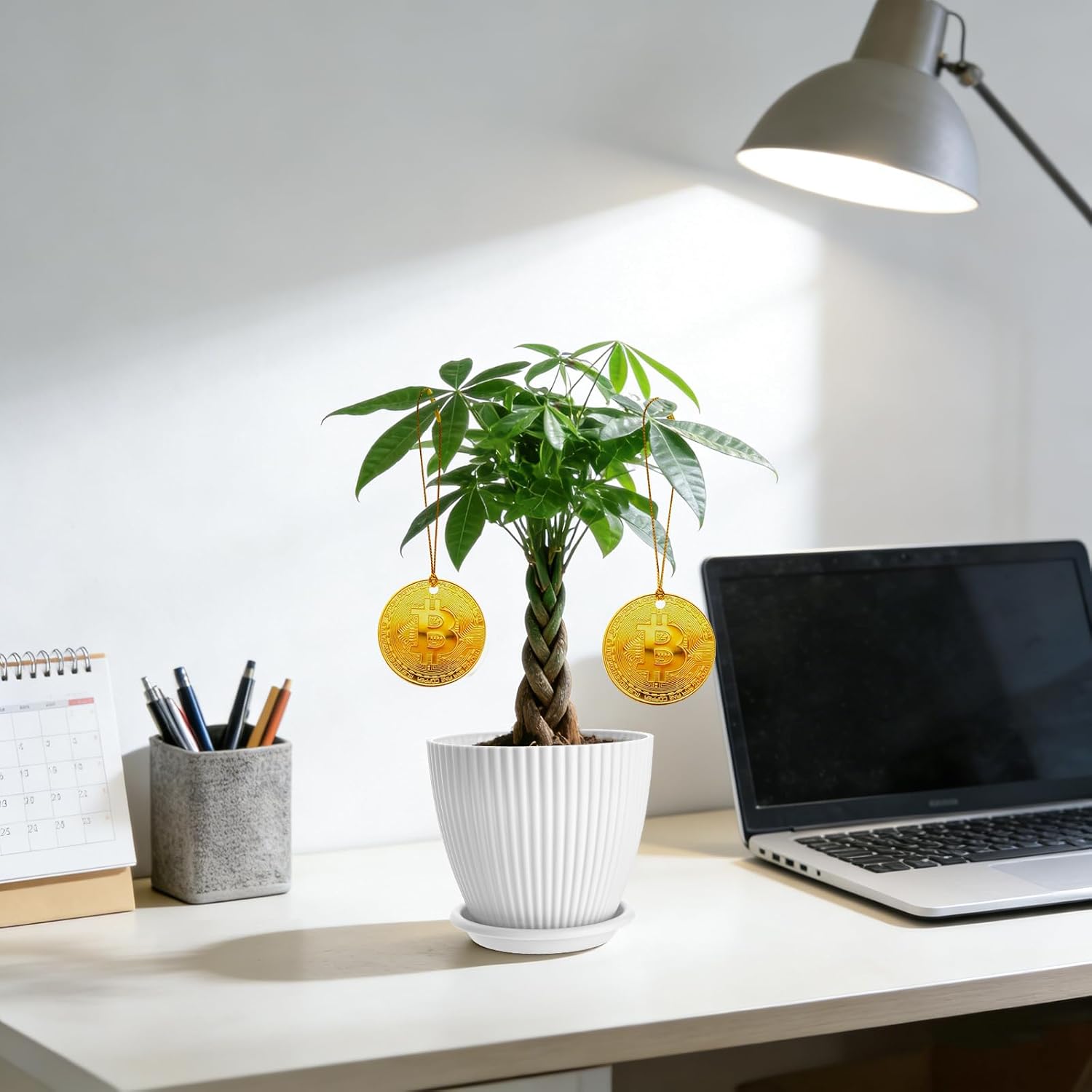 Money Tree Live Plants, Easy to Grow Indoor Houseplants in 4-Inch White Plastic Pot, with Decorative Card A