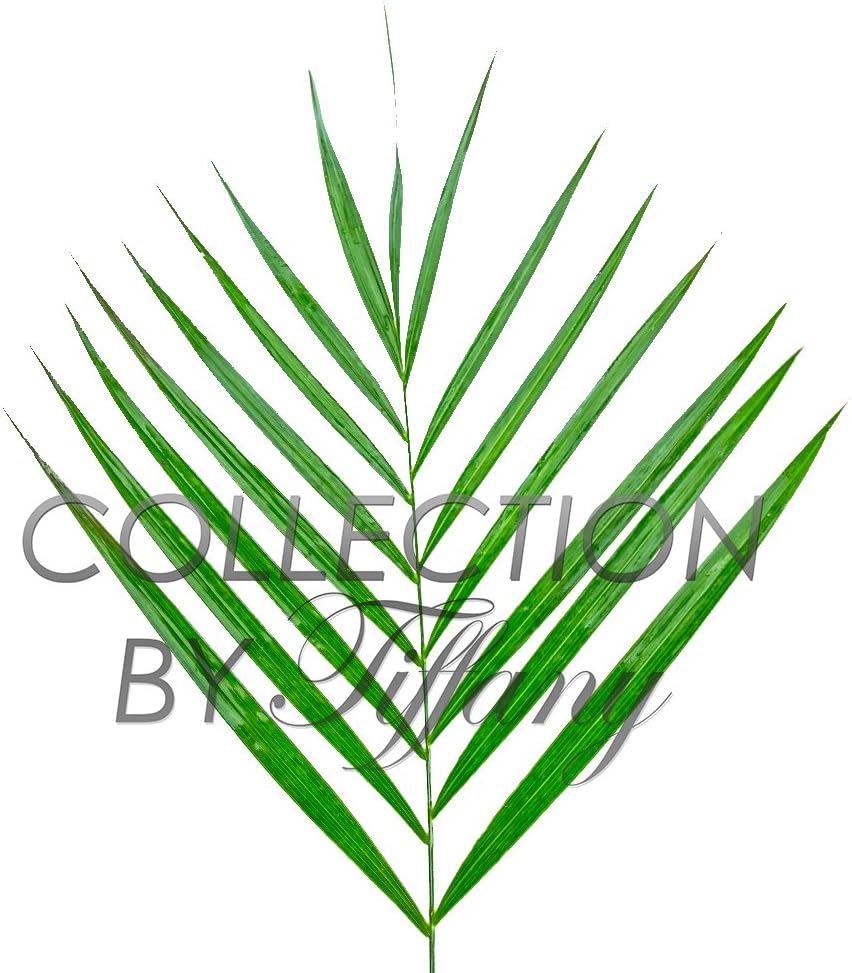 Fresh Palm Emerald Teepee Commodore Funeral Grand Opening Greens