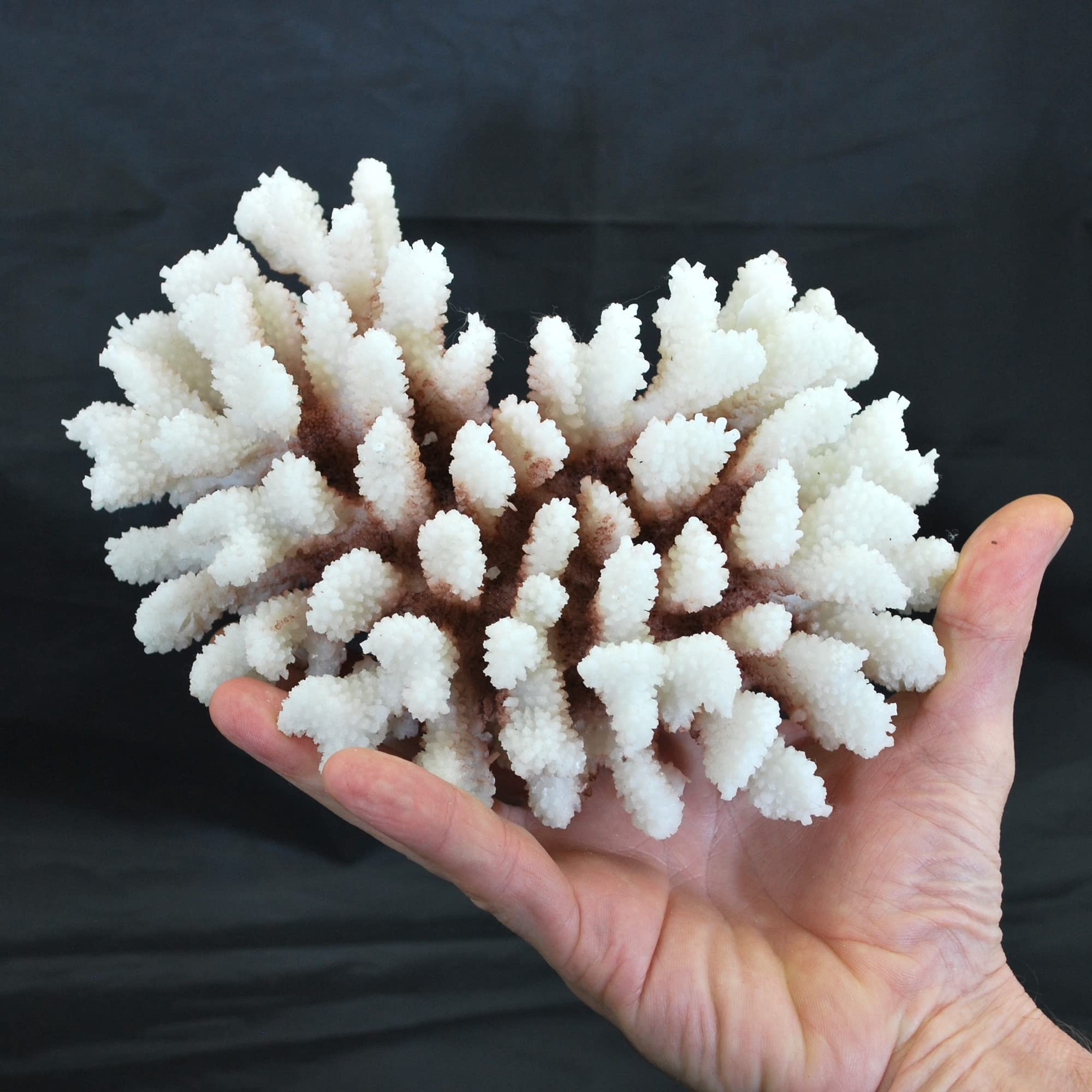 Steinkoralle, 21x15x8 cm, SPS, Meerwasseraquarium Korallen, Acropora Nachbildung