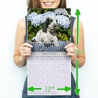 Vista 1111 de Razas de Perros 2017