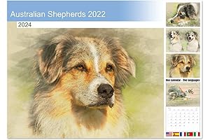 2022 Australian Shepherd Calendar (Monthly Wall Calendar 2024 11.7" x 16.5" (open))