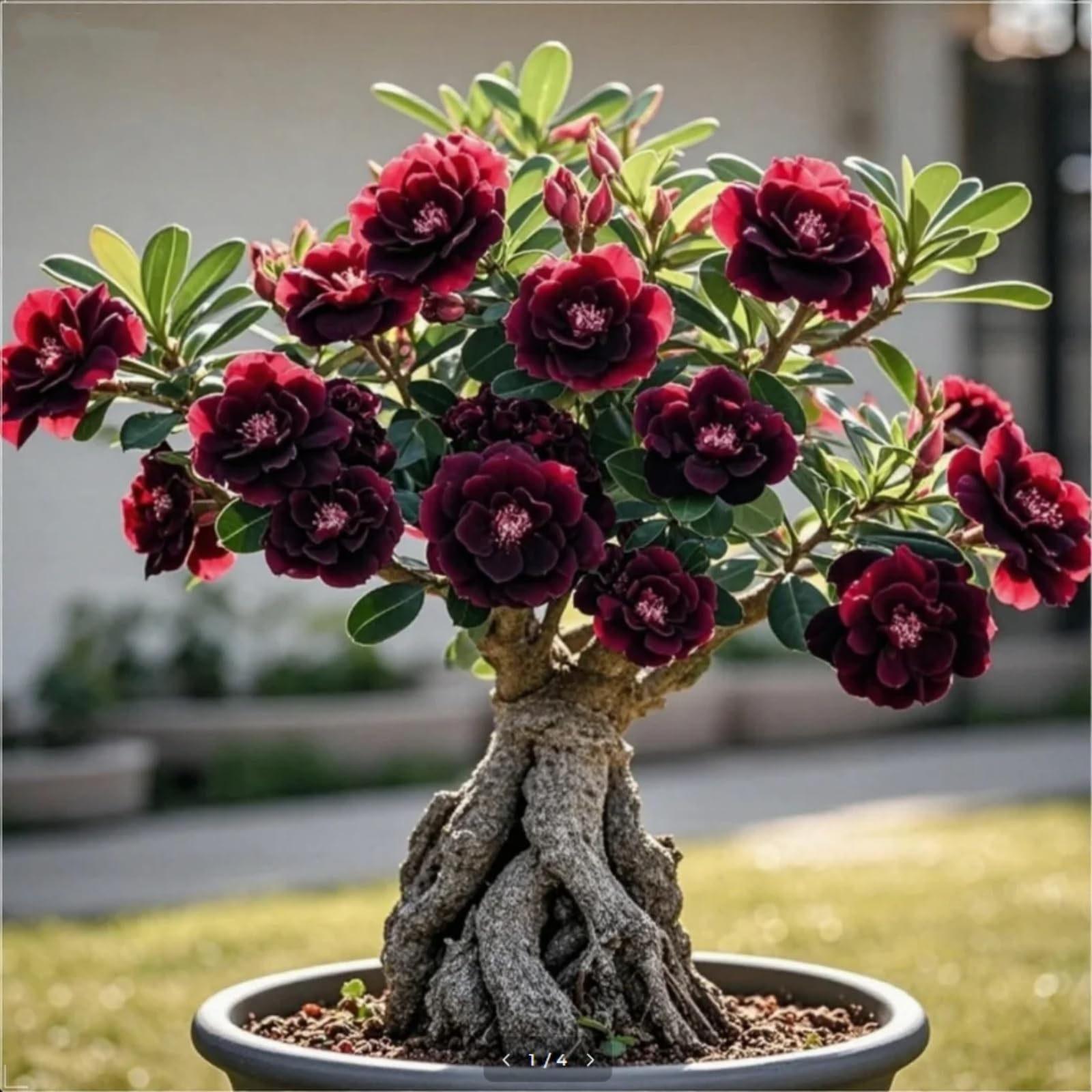 Perennial Garden Bulbs-Brilliant Desert Rose Bulbs Bulk-Professional Planting for Stunning Garden Displays-2 Bulbs-I — image 1