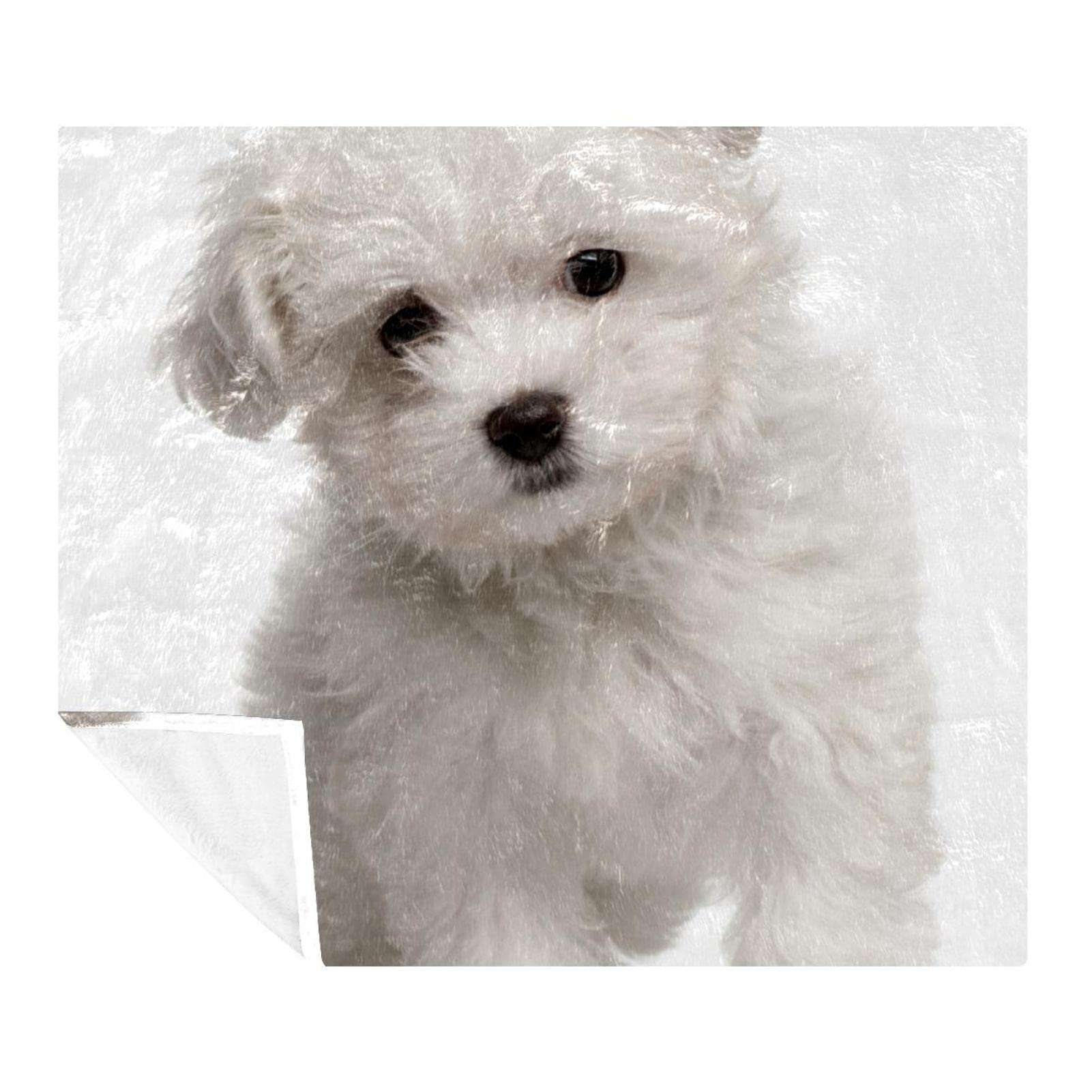 Animaux Bichon Havanais Chien : Couverture peluche douce contre le froid