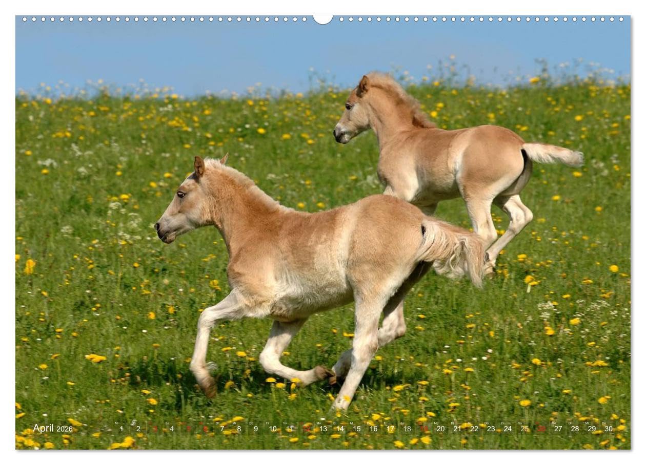 Haflinger Schönheiten (hochwertiger Premium Wandkalender 2026 DIN A2 quer), Kunstdruck in Hochglanz: Mit Haflinger-Pferden durchs Jahr (CALVENDO Tiere)