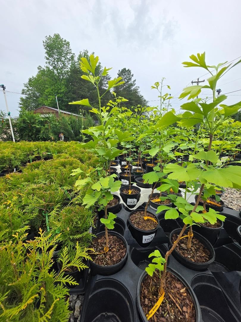 Ginkgo Biloba Tree (Maidenhair Tree) - Live Plant - (2.5 QT)