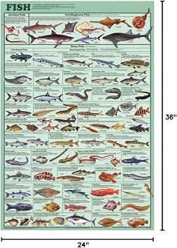 Laminated Educational Fish Chart Poster Laminated Poster 24 x 36in