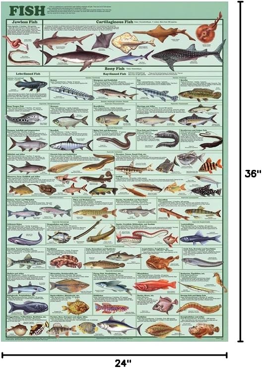 Laminated Educational Fish Chart Poster Laminated Poster 24 x 36in