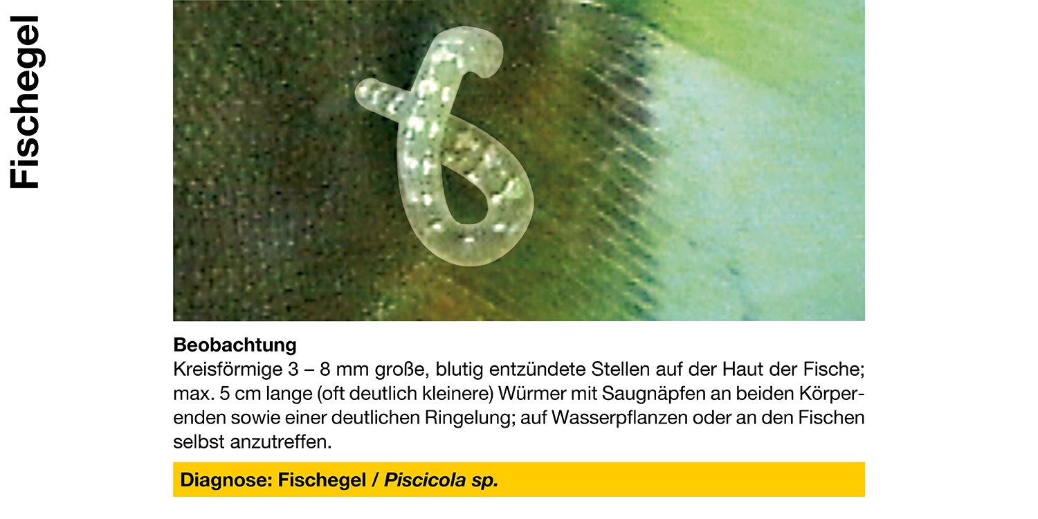 Sera 43081 Med Professional Argulol 100ml für 20.000 Liter - Arzneimittel gegen parasitische Krebstiere