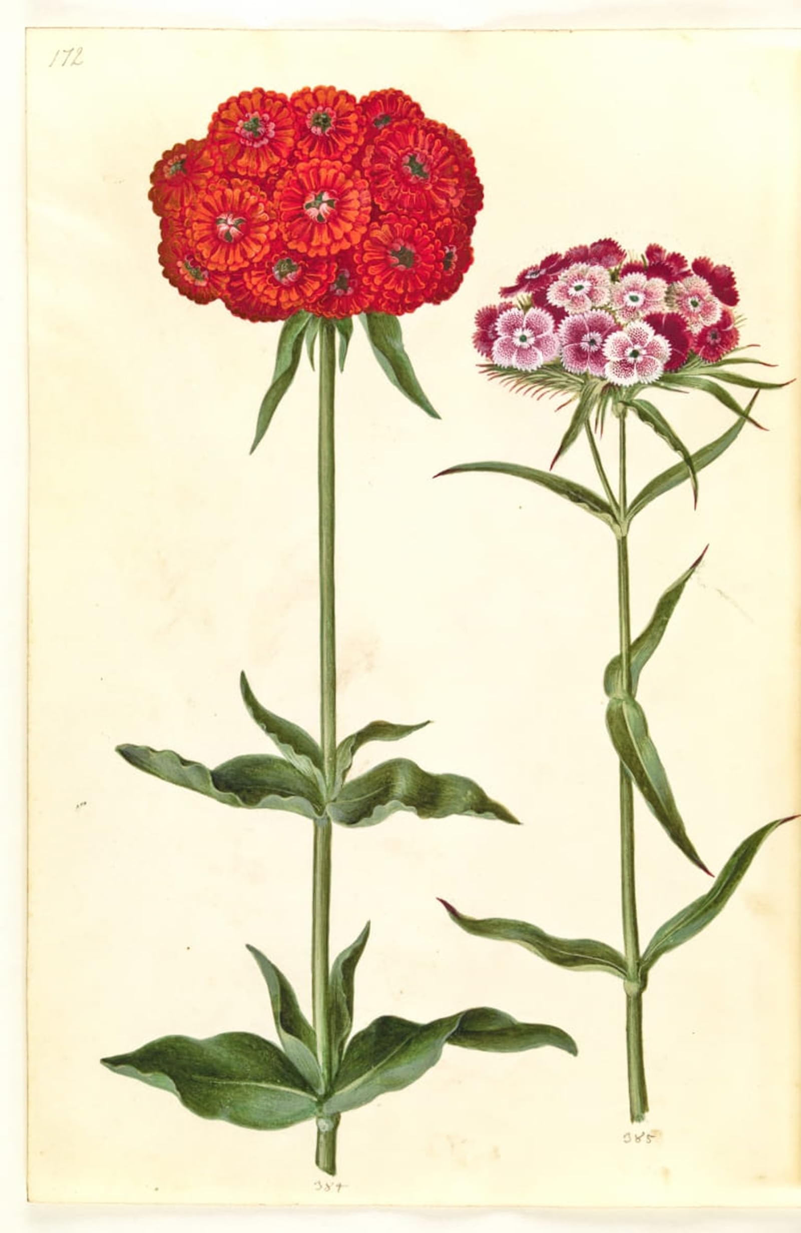 ARTXLXXBN Famous Art Print Poster Vintage Wall Art Silene Chalcedonica Dianthus Barbatus by Hans Simon Holtzbecker Canvas Art Poster for Home Decor 60x90cm