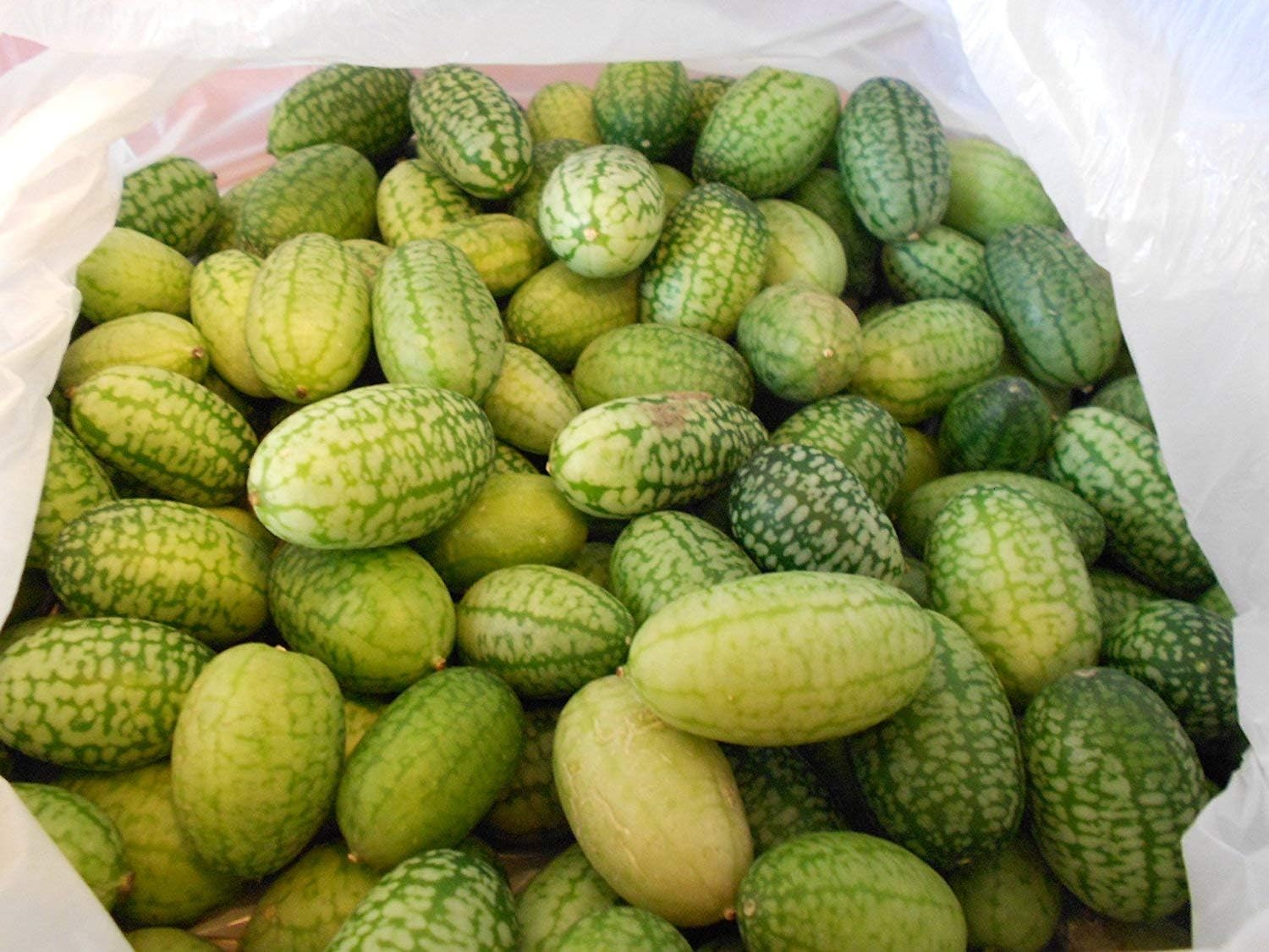 Magisches Nachtschattengewächs Samen-Set - 5 Mystische Hexenkräuter Für Gartenliebhaber