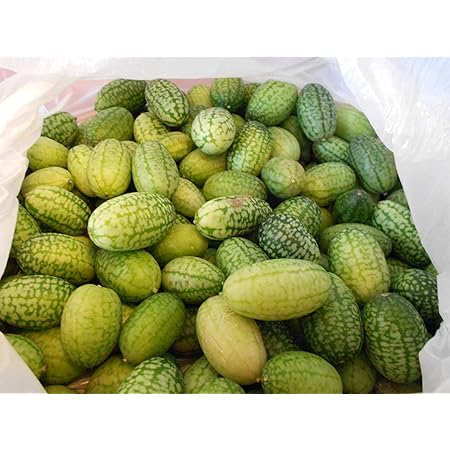 Mexikanische Mini-Gurke (Blickfang im Garten) 10 Samen