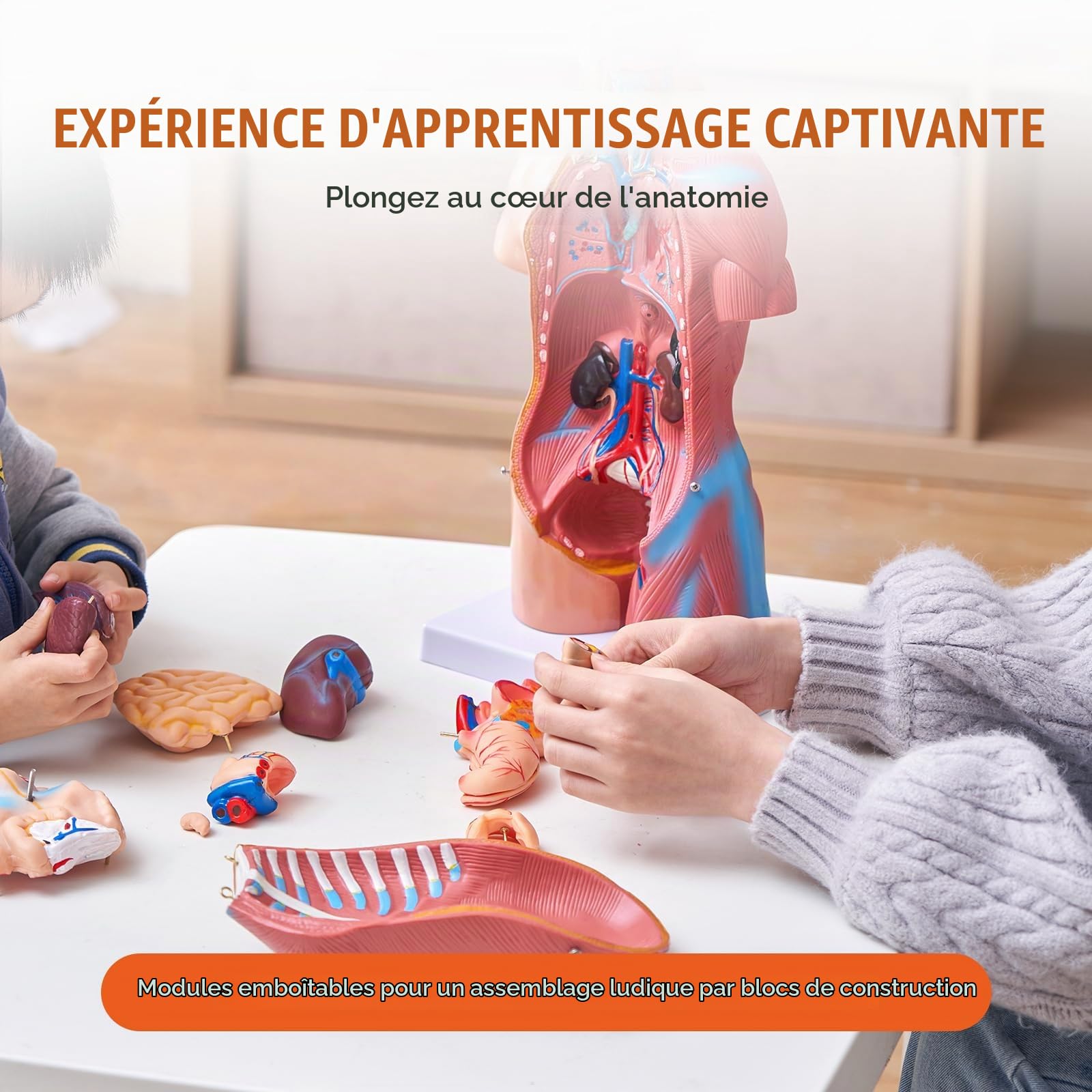 VEVOR Torse Humain Modèle 45 cm Organes Internes Médicaux Modèle Humain de Corps D'Anatomie en PVC pour Comprendre la Structure Physiologique du Corps
