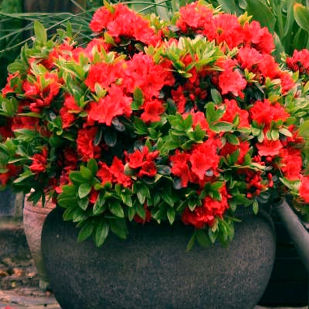 1 X RED Azalea Japanese Evergreen Shrub Hardy Garden Plant in Plastic Growers Pot (9cm Pot, 20-30cm)
