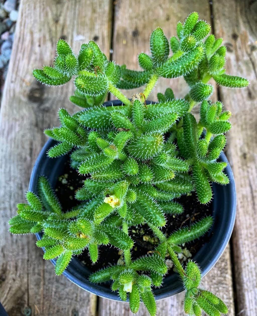OhhSome Pickle Cactus Plant For Living Room Rare Plants (Healthy Live Plant) (B09QT4JJMF) Amazon Price History, Amazon Price Tracker