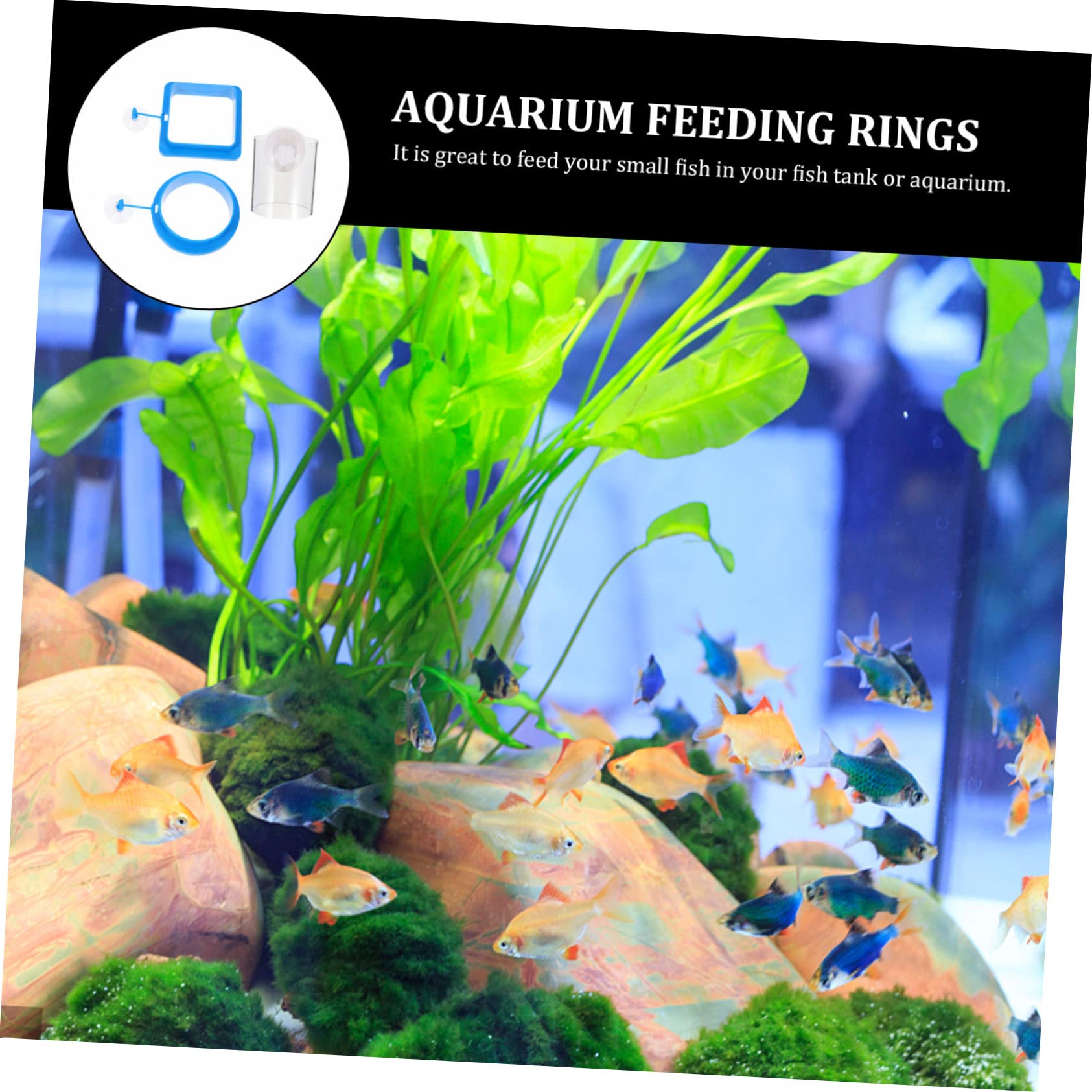 Yardwe 12stücke Teiliges Schwimmender Futterringe Für Aquarien Fischfutterspender Für Süß Und Salzwasser Installieren Mit Stabiler Saugnapfhalterung Für Tropische Fische Und