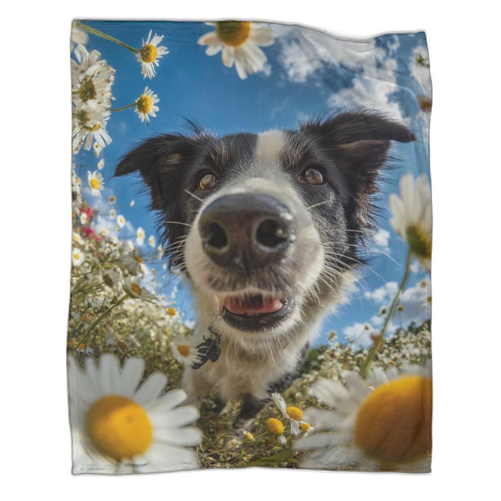 Couverture polaire Border Collie pour éliminer les frissons sur le canapé