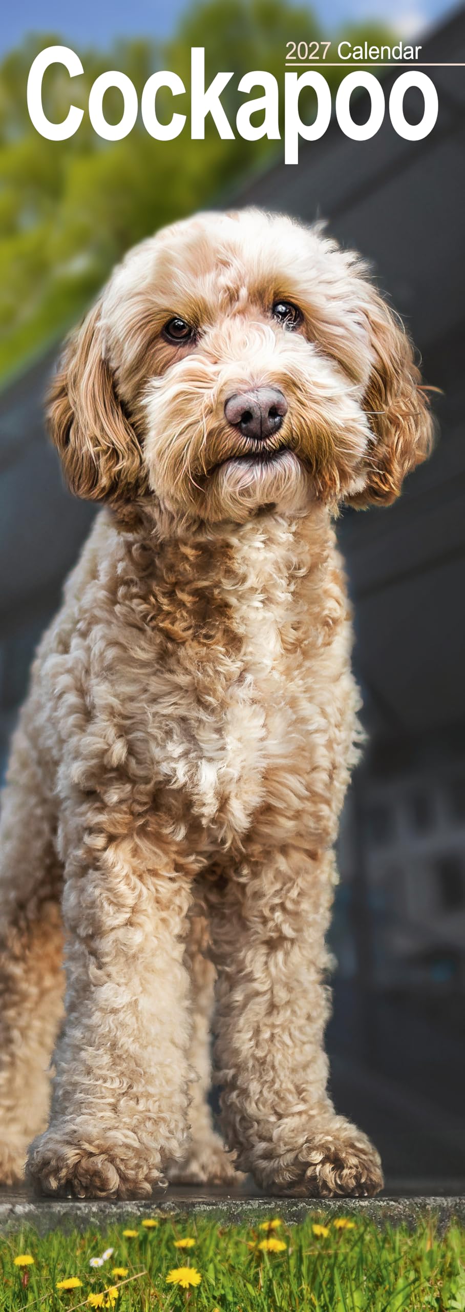 Cockapoo Slim 2027 Calendar | Slimline Wall Calendar | Dog Breed Gift | Plastic Free Packaging | by Avonside Publishing