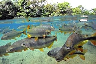 Characin fish Brazil Poster Print by VWPicsStocktrek Images (17 x 11)