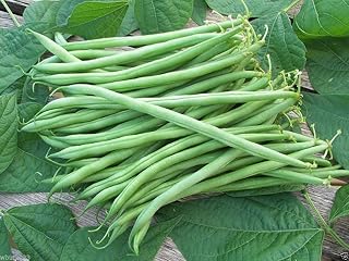 Landreth String-less bush bean,Organically grown Heirloom Bean.Great Flavor