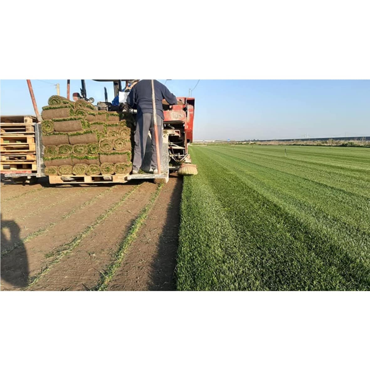 Prato Vero a Rotoli - Vera Erba Naturale per Giardino ed Esterni - 3 Metri Quadrati