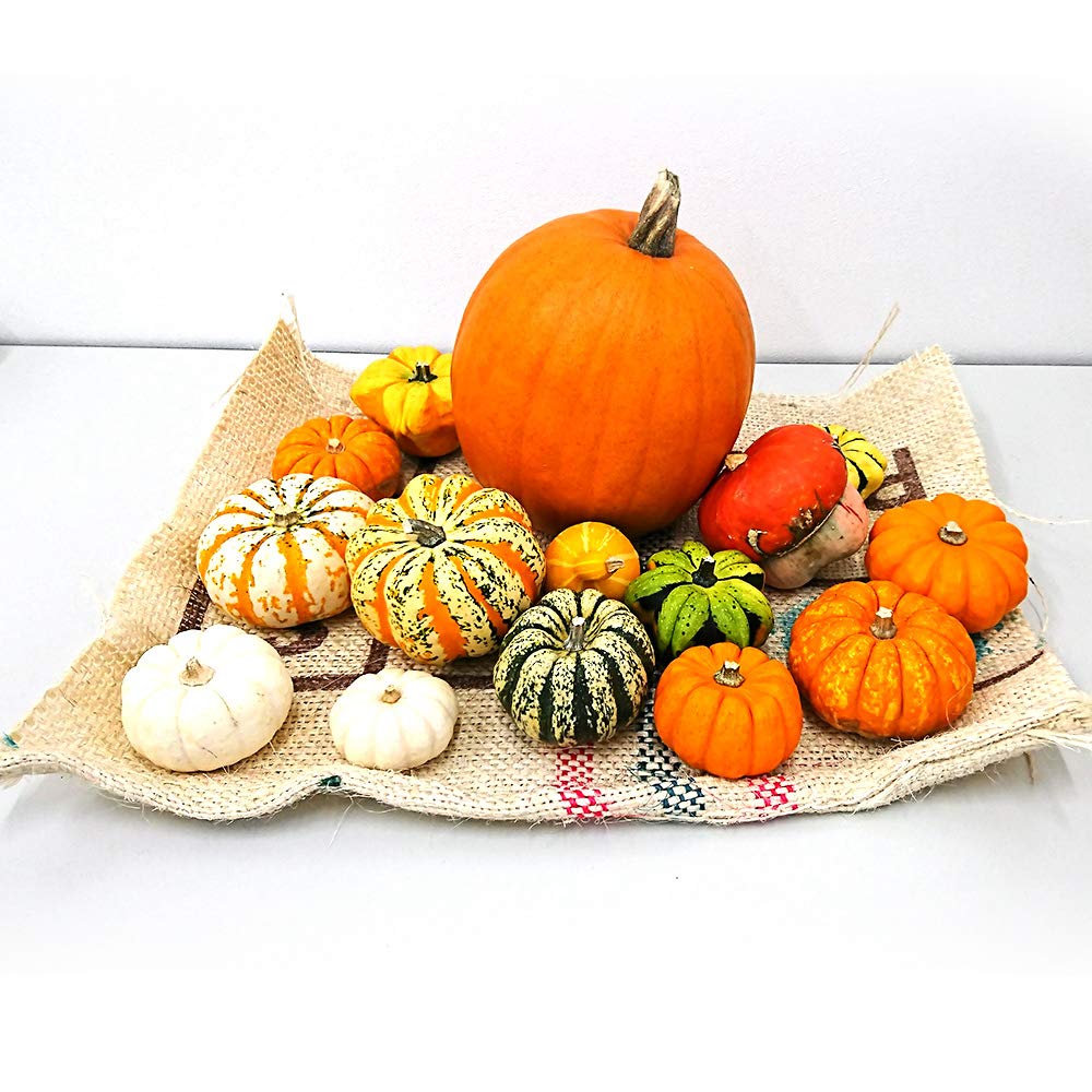 【Rakkoonその1】ハロウィンかぼちゃ　本物 Rakkoon】ハロウィンかぼちゃ 本物4個入り ハロウィンかぼちゃ