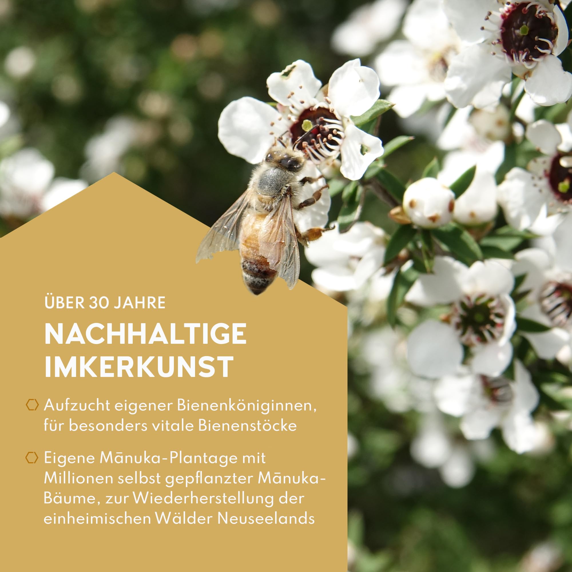 Haddrell's of Cambridge Manuka Honig 550+ MGO (UMF 16+) 1KG | roh und mit hohem MGO-Gehalt | Honig in Premium-Qualität, für Frühstück, Tee, Vorrat und Geschenkideen