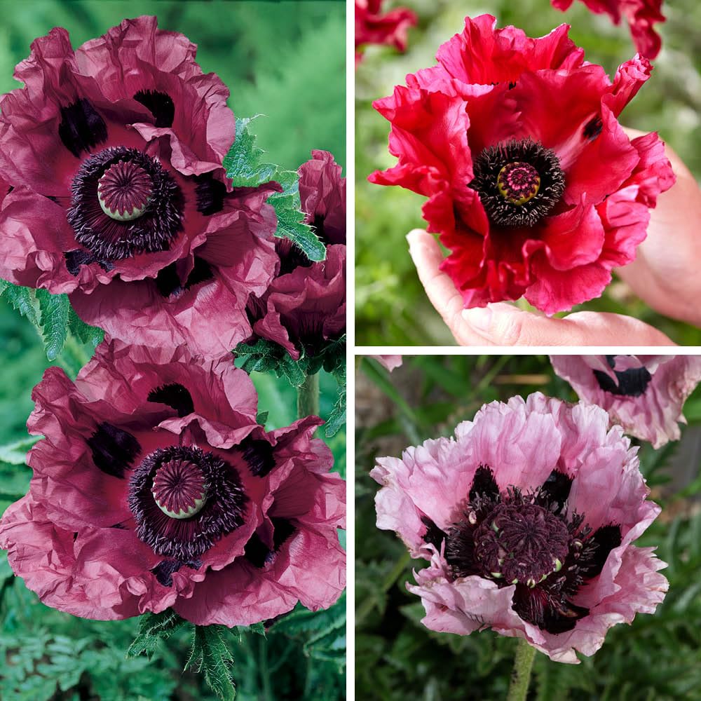 YouGarden Perfect Poppy Collection, Three Hardy Oriental Perennials, Plum Red Pink, Pollinator Friendly Garden Colour, Ready To Plant, 3 x 9cm Pots