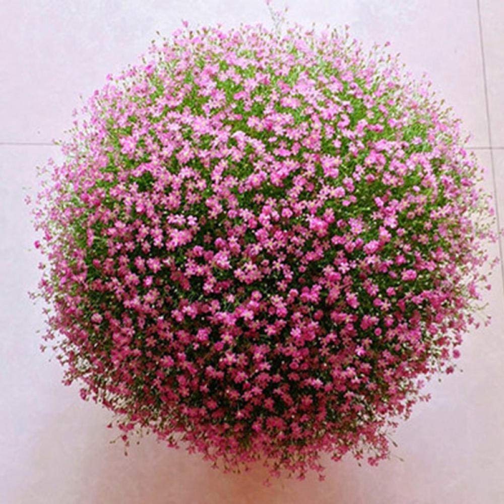 Easy to Grow Seeds,Balcony Flower Seeds,Four seasons, flower potted, balcony interior flowers-B_500 grain(With basin)