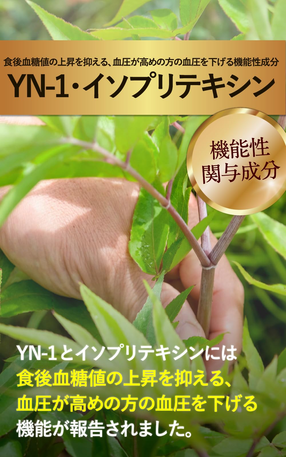 Amazon | 【公式】日本山人参 3袋(90日分/540粒) ヒュウガトウキ 血圧