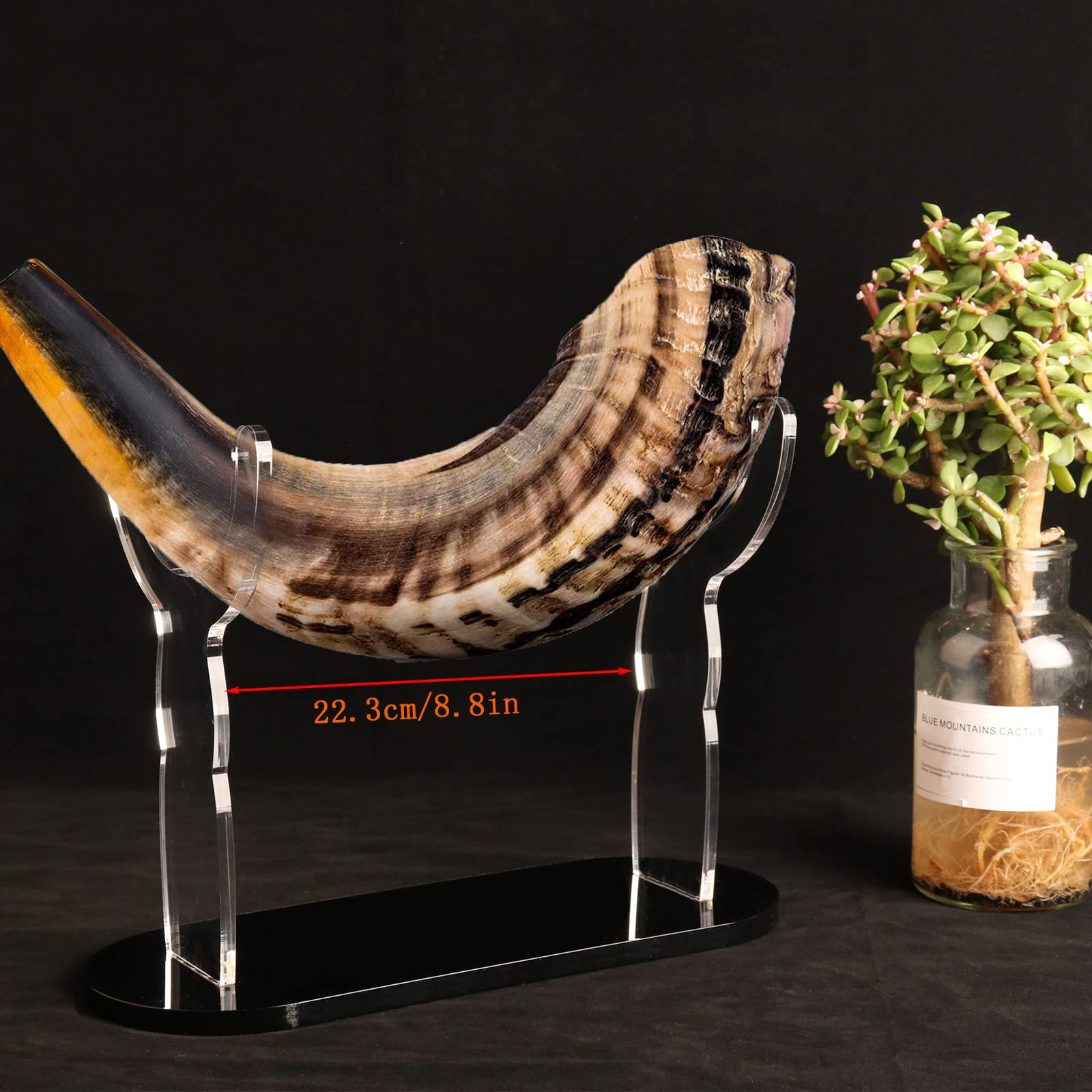 Schofarständer Acryl Shofar Display Rack Israel Yemeni Transparent Schwarz