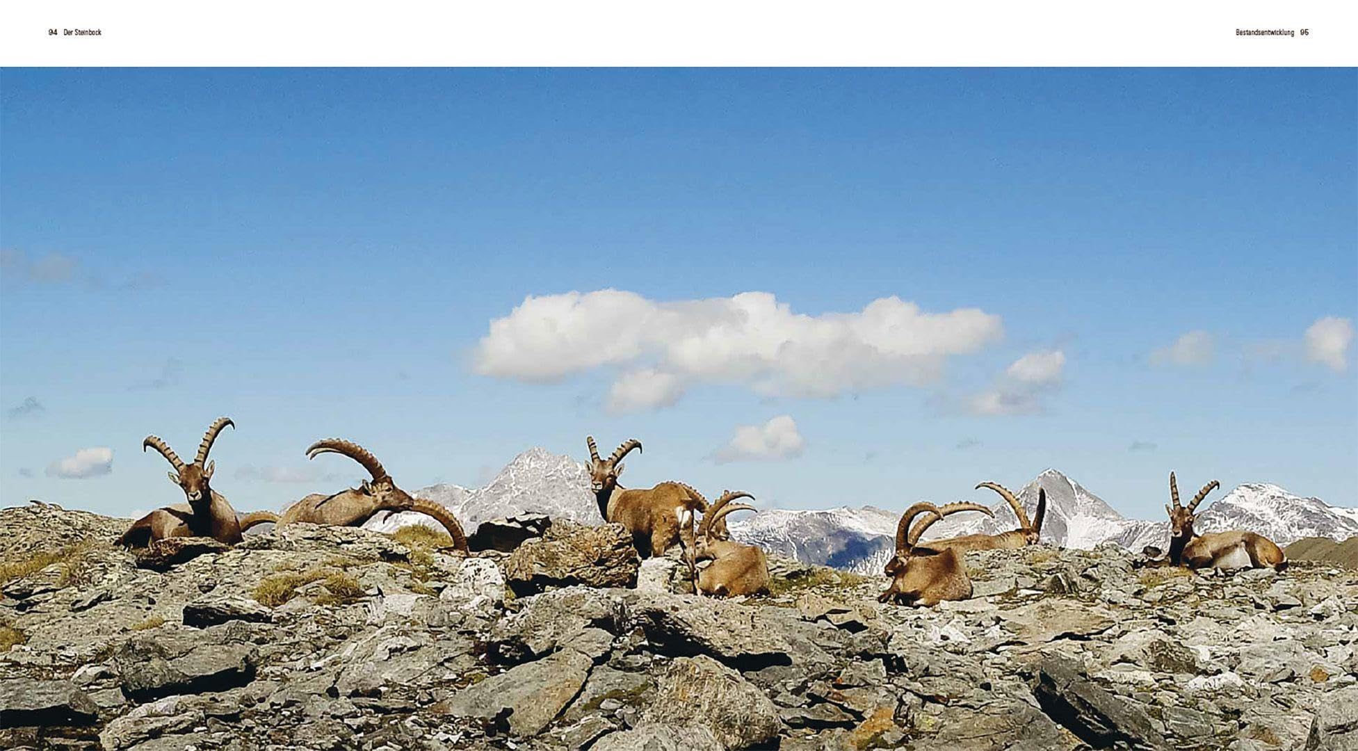 Der Steinbock: Leben auf schmalem Grat