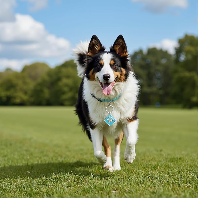 Collar Ajustable para Perro con Placa SD de Metal Azul - Neujiwo miniatura 5