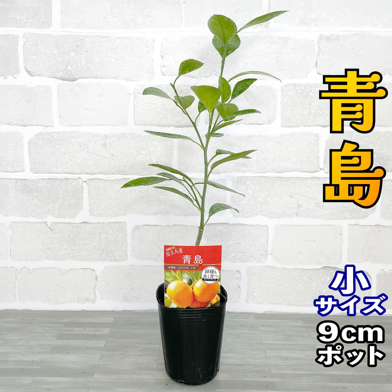 Amazon.co.jp: 温州みかん 青島 苗木 [小] 9cmポット 接木 【自宅で