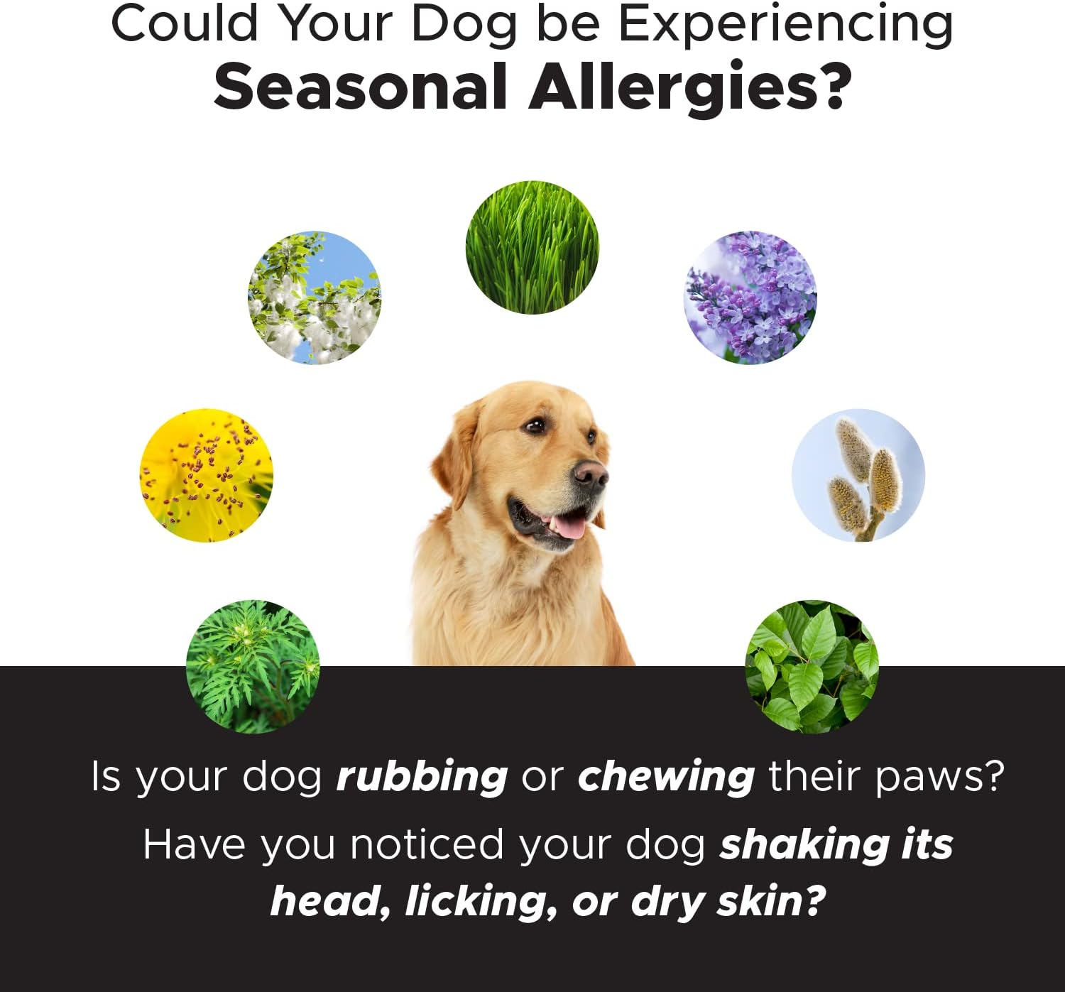 Pet Honesty Dog Allergy Relief Immunity Chews – Omega-3 Salmon Fish Oil Supplement, Probiotics for Dogs, Seasonal Allergies, Skin + Coat Health, Intermittent Itchiness (Salmon) : Pet Supplies