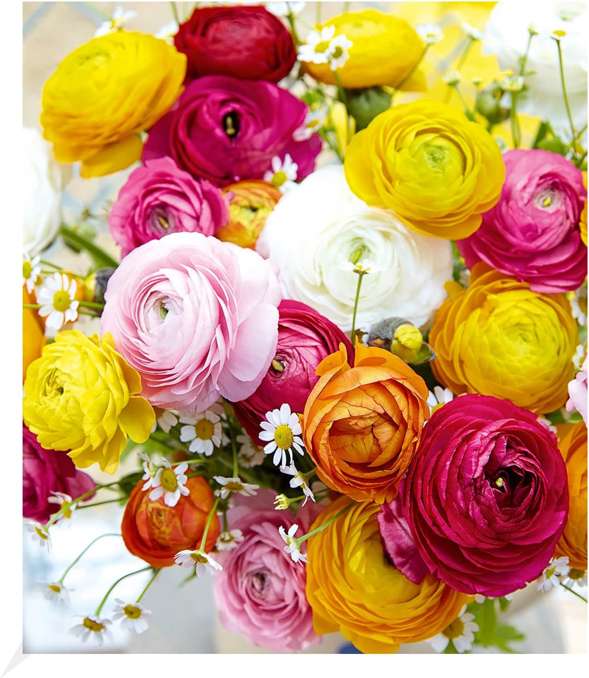 Baldur Garden Filled Ranunculus, Pack of 10