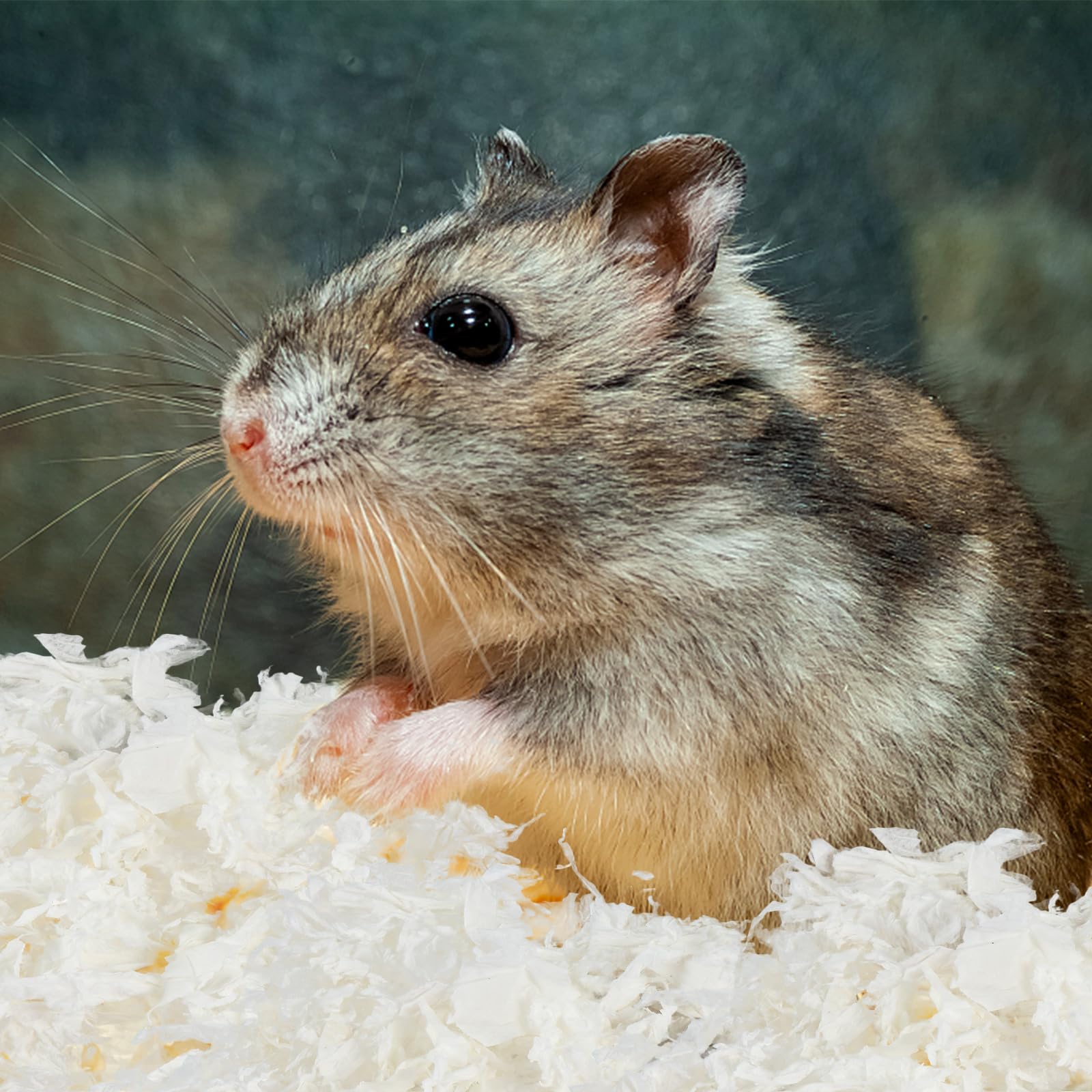 Lettiera per Piccoli Animali in Carta Bianca, Soffice Che Mantiene Caldo, per Nidi e Gabbie, Confezione Singola