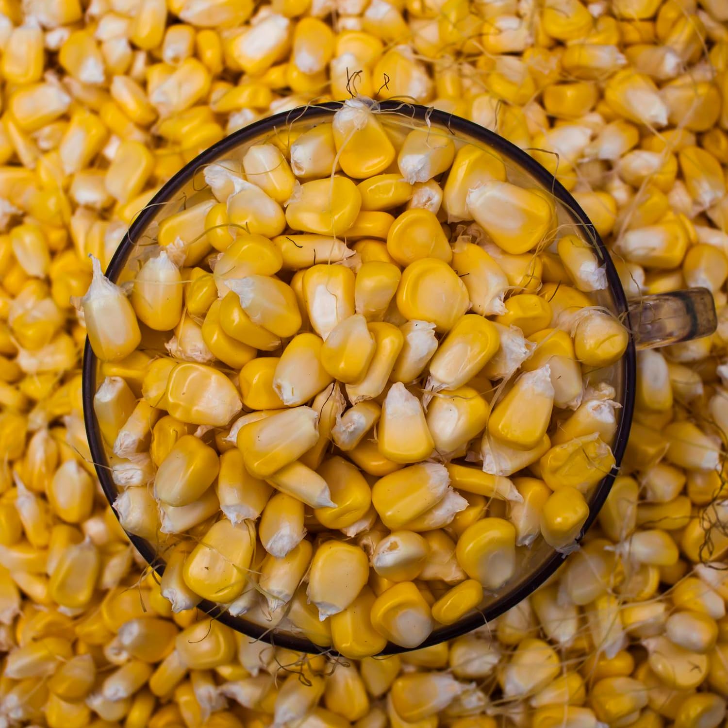 Whole Maize Feed 20kg – Natural Yellow Corn for Poultry, Doves, Pigeons, Waterfowl & Game Birds – Premium Whole Grain Bird Feed
