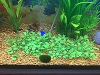 Review Image by Alina Alina