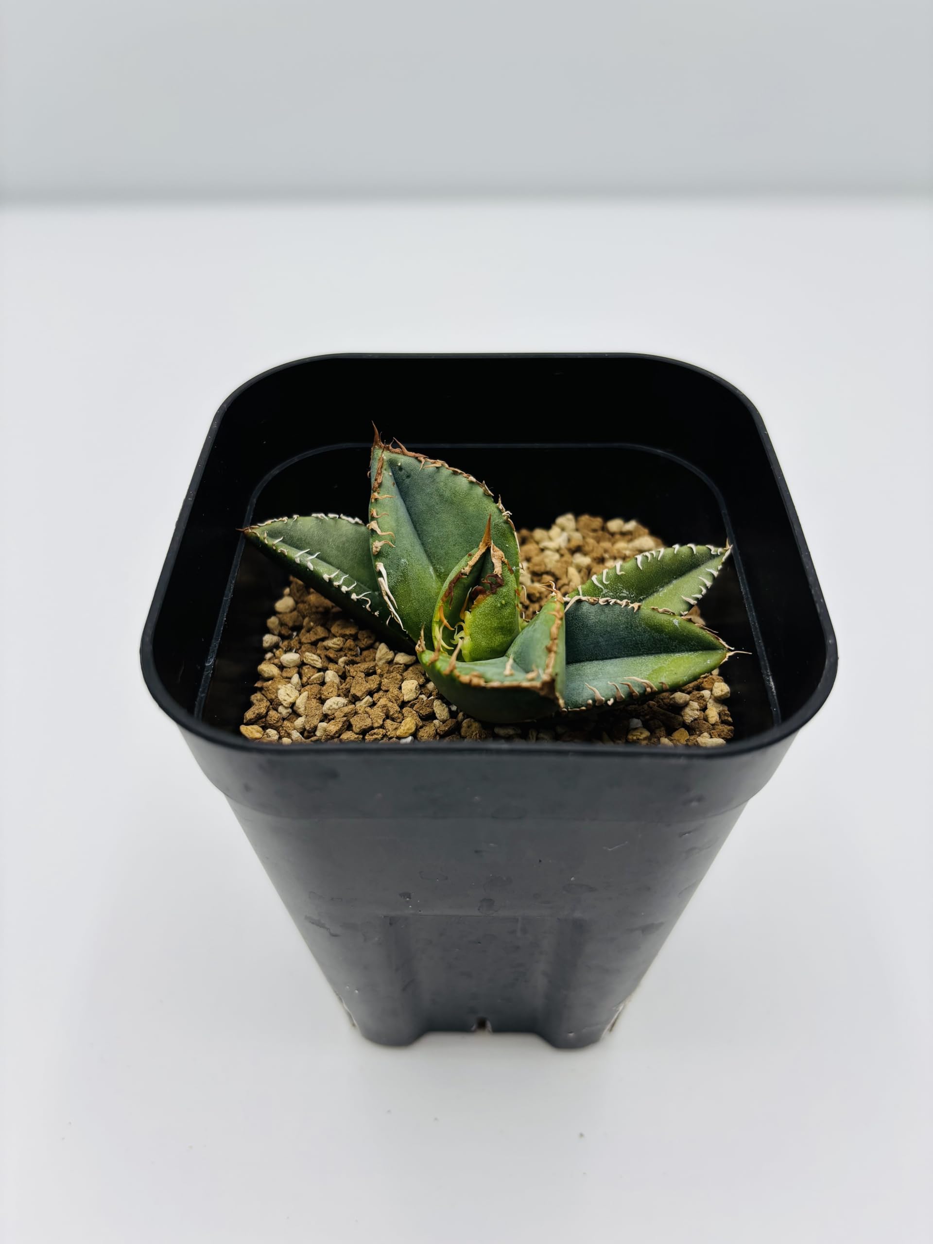 Amazon｜アガベ チタノタ 麻花龍/Agave titanota 'Ma Hua Long'/観葉