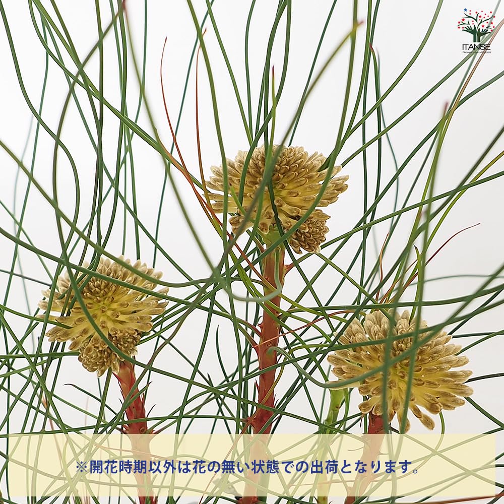 オージィプランツ　ペトロシス　エリシフォリア オージィプランツ ペトロシス エリシフォリア Amazon.co.jp